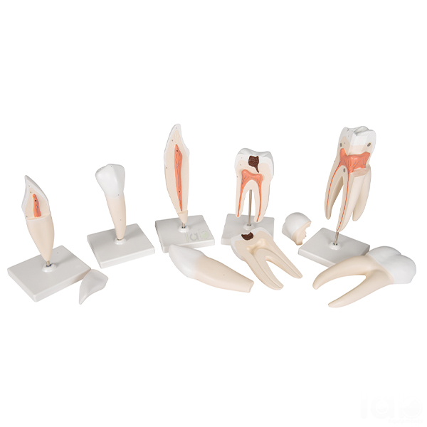Human Tooth Set