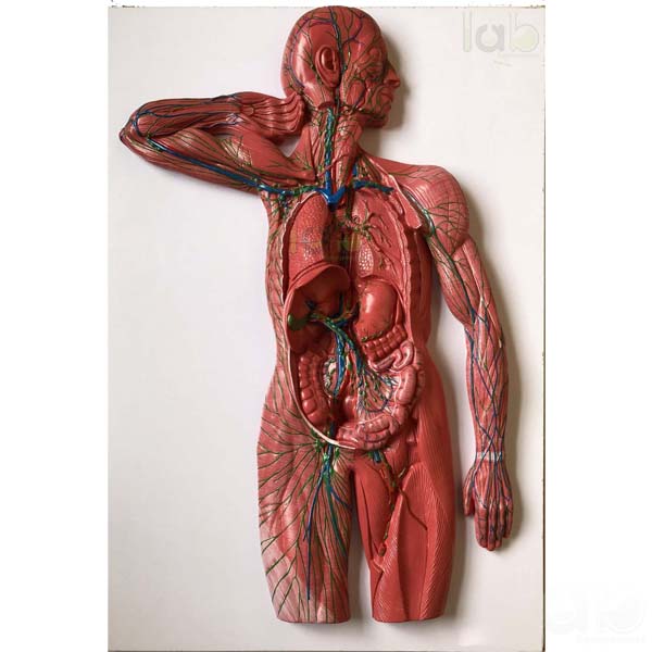 Lymphatic System Model